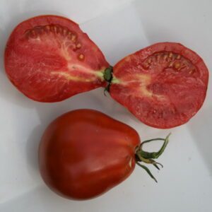 tomate liguria